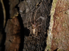 Anyphaena