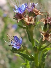 Lobostemon paniculatus