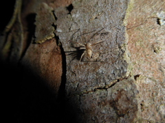 Anyphaena