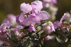 Podalyria calyptrata