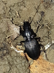 Pterostichus stygicus