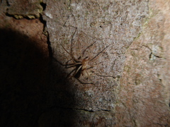 Anyphaena