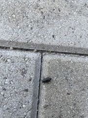 Chrysobothris femorata