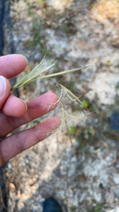 Andropogon ternarius