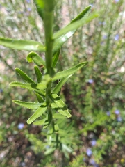 Lobostemon paniculatus