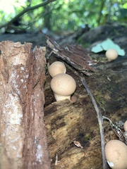 Apioperdon pyriforme