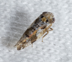 Norvellina mildredae