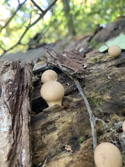 Apioperdon pyriforme