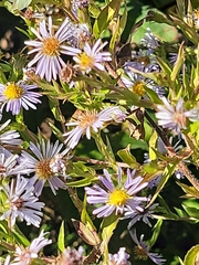 Pieris rapae