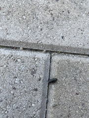 Chrysobothris femorata