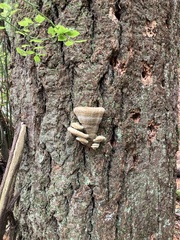 Phaeolus schweinitzii