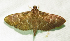 Pilocrocis ramentalis