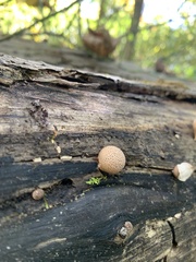 Apioperdon pyriforme