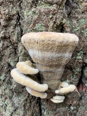 Phaeolus schweinitzii