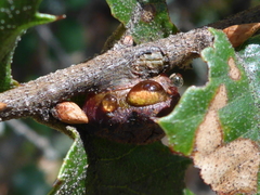 Disholandricus chrysolepidis