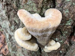 Phaeolus schweinitzii