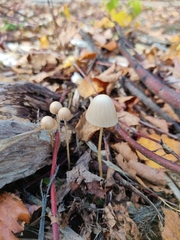 Mycena filopes