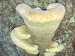 Phaeolus schweinitzii