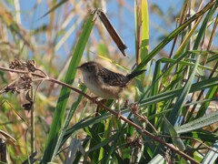 Cistothorus stellaris