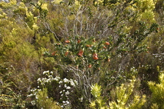 Liparia splendens splendens