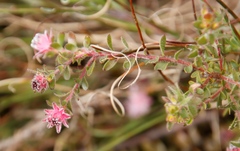 Diastella divaricata divaricata
