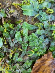 Marchantia inflexa
