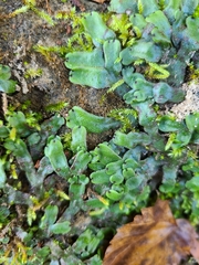 Marchantia inflexa