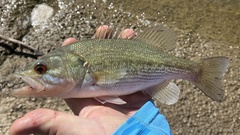 Micropterus punctulatus