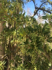 Phytolacca dioica