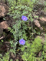 Ipomoea pubescens