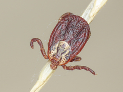 Dermacentor marginatus
