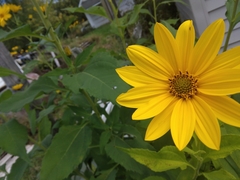 Helianthus tuberosus