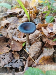Pseudoclitocybe cyathiformis
