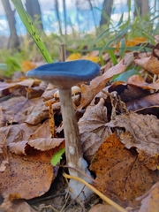 Pseudoclitocybe cyathiformis