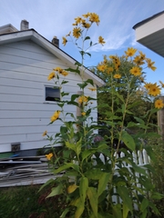Helianthus tuberosus