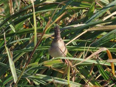 Cistothorus stellaris