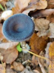 Pseudoclitocybe cyathiformis