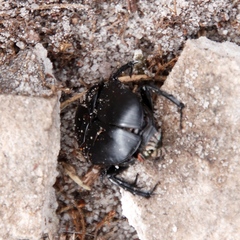 Scarabaeus convexus