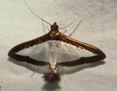 Diaphania hyalinata