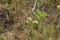 Albuca cooperi