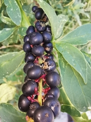 Phytolacca icosandra