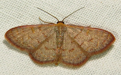 Leptostales pannaria