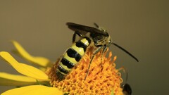 Dielis pilipes