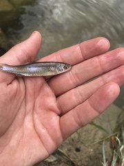 Cyprinella spiloptera