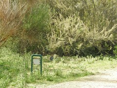 Oryctolagus cuniculus