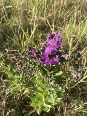 Vernonia baldwinii
