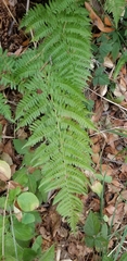 Dryopteridoideae