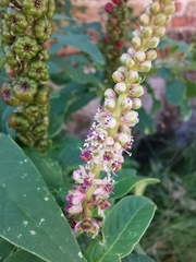 Phytolacca icosandra