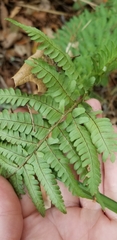 Dryopteridoideae