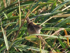 Cistothorus stellaris